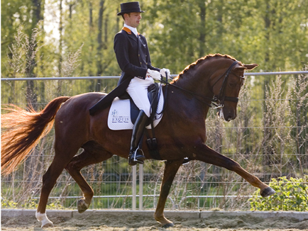 Dressage Pictures Hans Peter Minderhoud